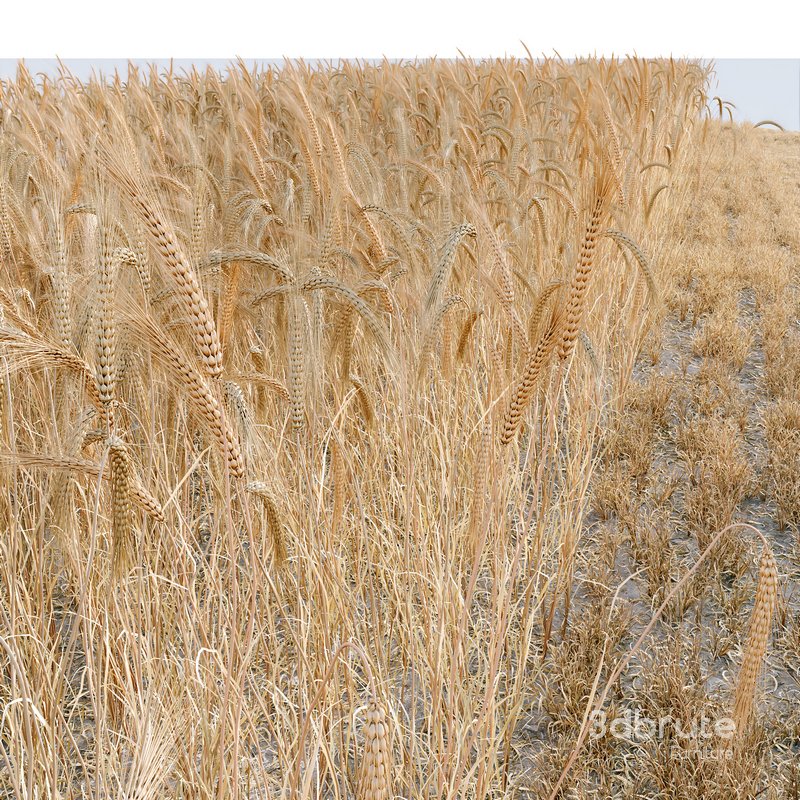 HQ Grass Round Hay Bale Farm Ground Image 3