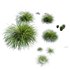 Grass Carex Elata Aurea Field - Thumbnail 4