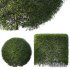 Evergreen Shrubs Cone shaped Dwarf Yaupon Holly Spherical Box Plant - Thumbnail 2