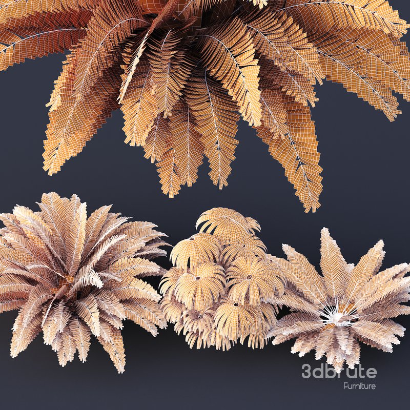 Forest lawn Iron Fern Matonia Pectinata spleenwort Asplenium Image 4