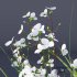 Plants Libertia Grandiflora Grass - Thumbnail 4