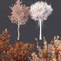 Agar wood Silver Birch Tree Betula Pendula Spring - Thumbnail 4