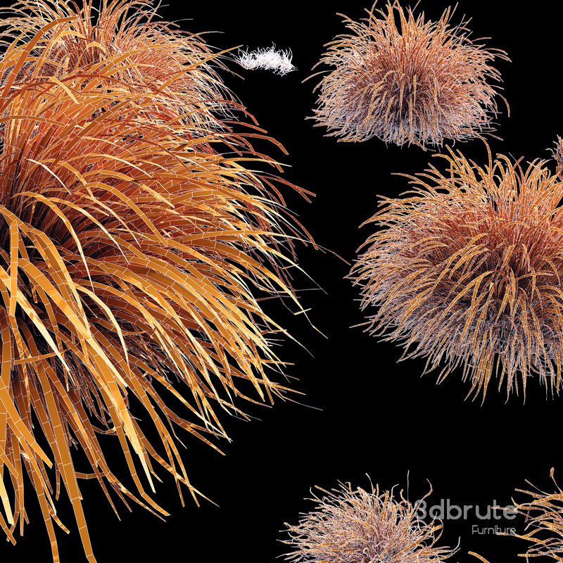 Grass Carex Elata Aurea Field Image 3