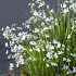 Plants Libertia Grandiflora Grass - Thumbnail 5