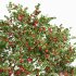 HQ Apple fruit Orange fruit Tangerine fruit tree 02 - Thumbnail 5