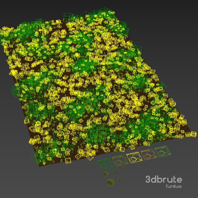 Grass Carex Elata Aurea Field Image 6