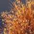 Plants Libertia Grandiflora Grass - Thumbnail 6
