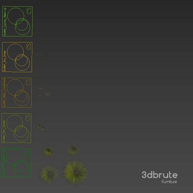 Grass Carex Elata Aurea Field Image 5