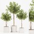 Ficus Benjamina Florist Set1 - Thumbnail 1