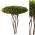 Topiary Boxwood Tree - Thumbnail 1