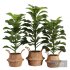Indoor Plant SetV25 – Ficuse in basket - Thumbnail 1