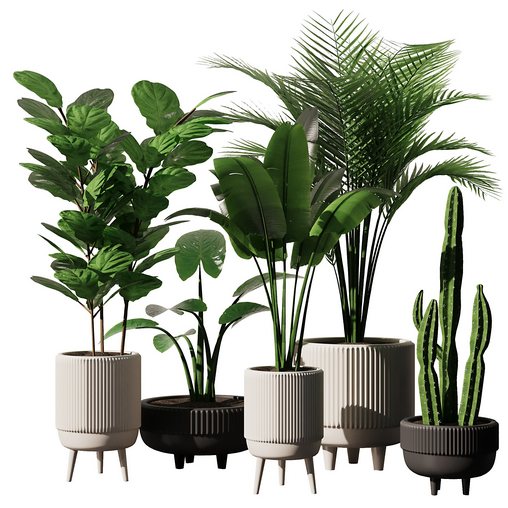 Indoor Plant Set V9 – Cactus Palm Ficuse