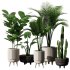 Indoor Plant Set V9 – Cactus Palm Ficuse - Thumbnail 1