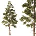 Pine Tree Set1 - Thumbnail 1