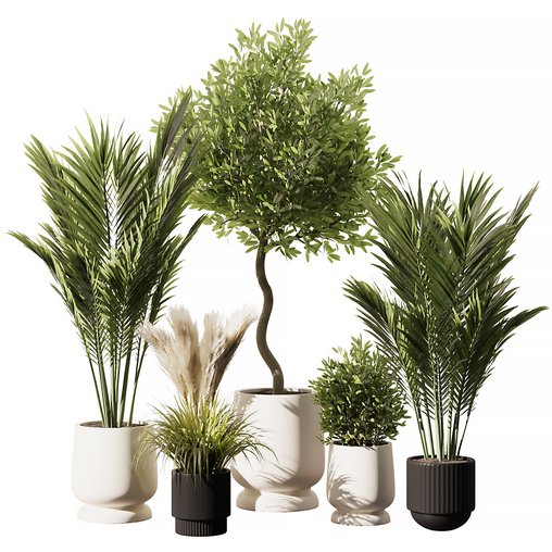 Indoor Plant Set V8 Palm Olive Pampas