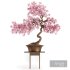 Bonsai spring flowers - Thumbnail 4