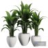 Indoor Plant SetV29 – Paradise - Thumbnail 1