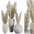 Indoor Plant SetV23 – Pampas old pot - Thumbnail 1