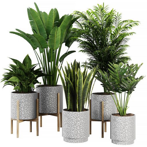 Indoor Plant SetV21 – Snseveria Palm