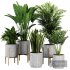 Indoor Plant SetV21 – Snseveria Palm - Thumbnail 1