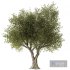 Olive Tree Set3 - Thumbnail 1