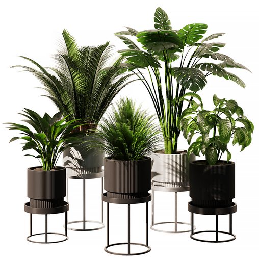 Indoor Plant SetV12 – Palm Fren