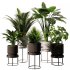Indoor Plant SetV12 – Palm Fren - Thumbnail 1