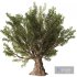 Olive Tree Set4 - Thumbnail 1