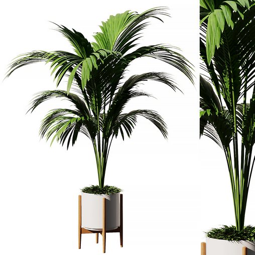 Indoor Plant SetV15 – Areca palm