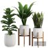 Indoor Plant SetV30 – Sansevieria Banana Ficus - Thumbnail 1