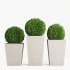Boxwood topiary balls in tall planters - Thumbnail 1