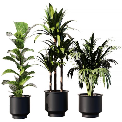 Indoor Plant SetV31 – Palm Ficus