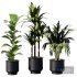 Indoor Plant SetV31 – Palm Ficus - Thumbnail 1