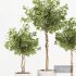 Ficus Benjamina Florist Set1 - Thumbnail 2
