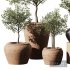 Indoor Plant Set V11 – Olive Old Pot - Thumbnail 1
