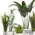 Indoor Plant Set V1 - Thumbnail 2