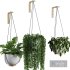 Hanging Indoor Plant – SetV3 - Thumbnail 2