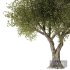 Olive Tree Set3 - Thumbnail 2
