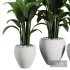 Indoor Plant SetV29 – Paradise - Thumbnail 2