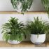 Plants on Shelf SetV3 - Thumbnail 2