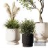 Indoor Plant Set V9 Pampas Cactus Olive - Thumbnail 2