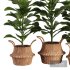 Indoor Plant SetV25 – Ficuse in basket - Thumbnail 2