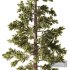 Pine Tree Set1 - Thumbnail 2