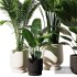 Indoor Plant Set V10_Paradise_Licuala_Howea - Thumbnail 1