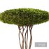 Topiary Boxwood Tree - Thumbnail 2