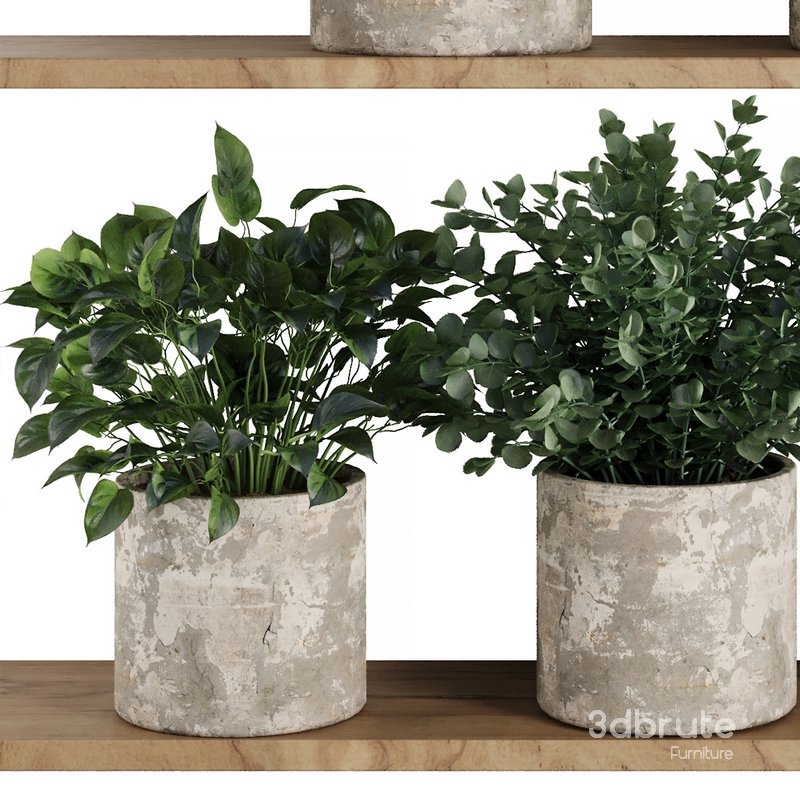 Plants on Shelf SetV5 Image 2