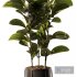 Indoor Plant SetV18 – Ficus Stand Pot - Thumbnail 1