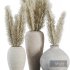 Indoor Plant SetV23 – Pampas old pot - Thumbnail 2