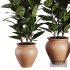 Indoor Plant SetV26 – Ficuse Rubber - Thumbnail 2