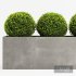 Boxwood Topiary Three Balls - Thumbnail 2